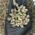 Governmint Oasis Smalls THCa Flower video