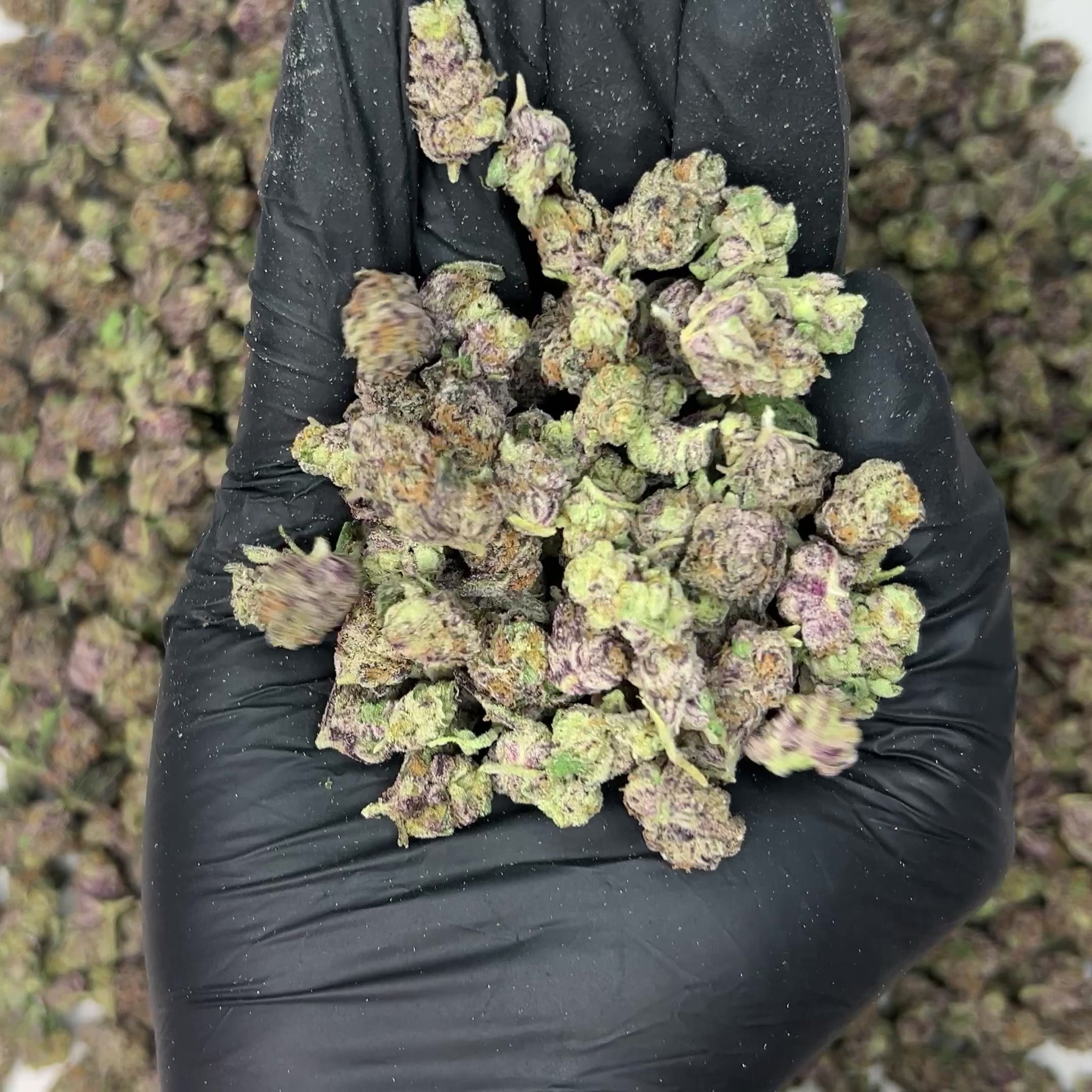 Governmint Oasis Smalls THCa Flower video