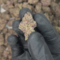 Tamales Big THCA Flower video