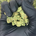 White Guava Smalls THCa Flower video