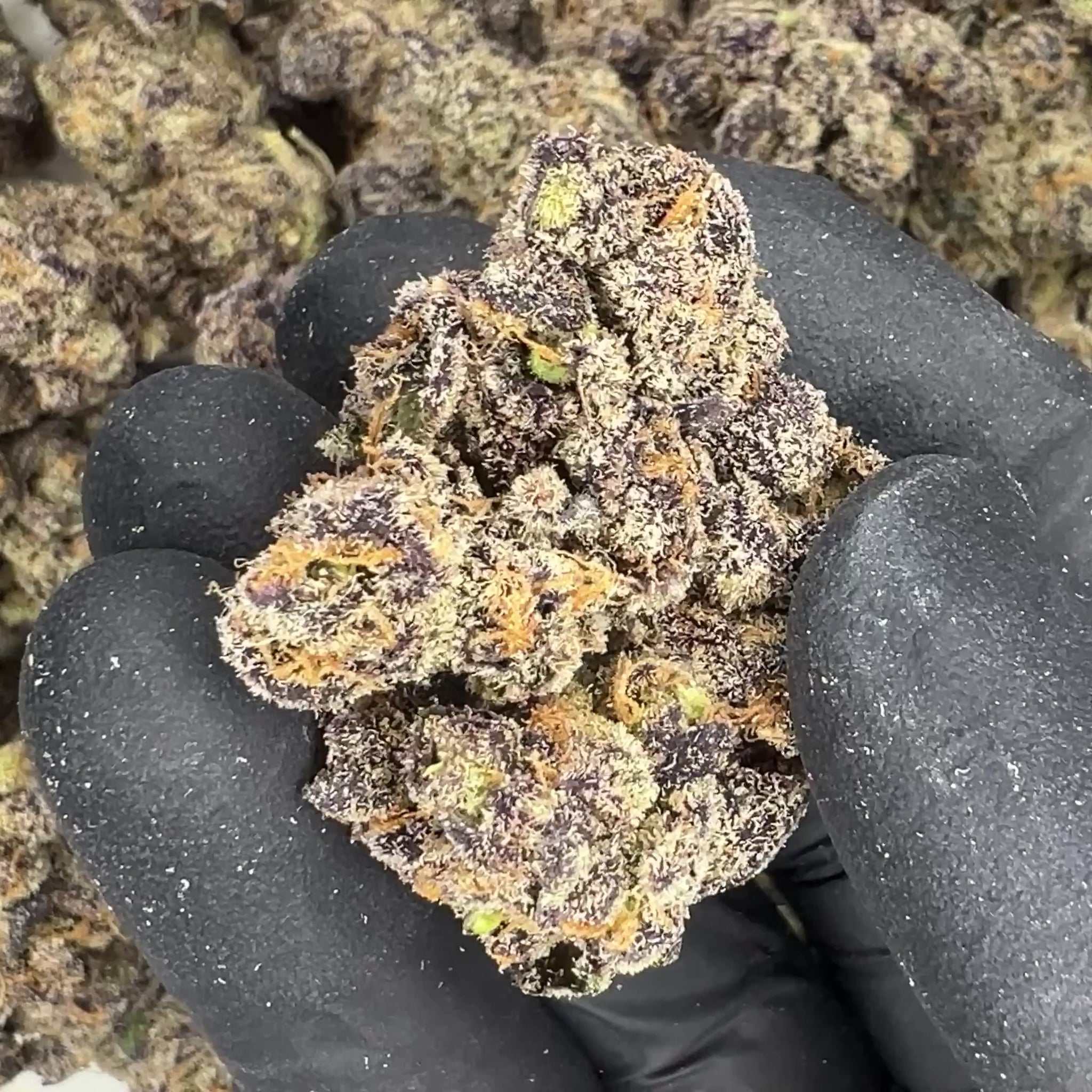 Berry Blender THCA Flower video