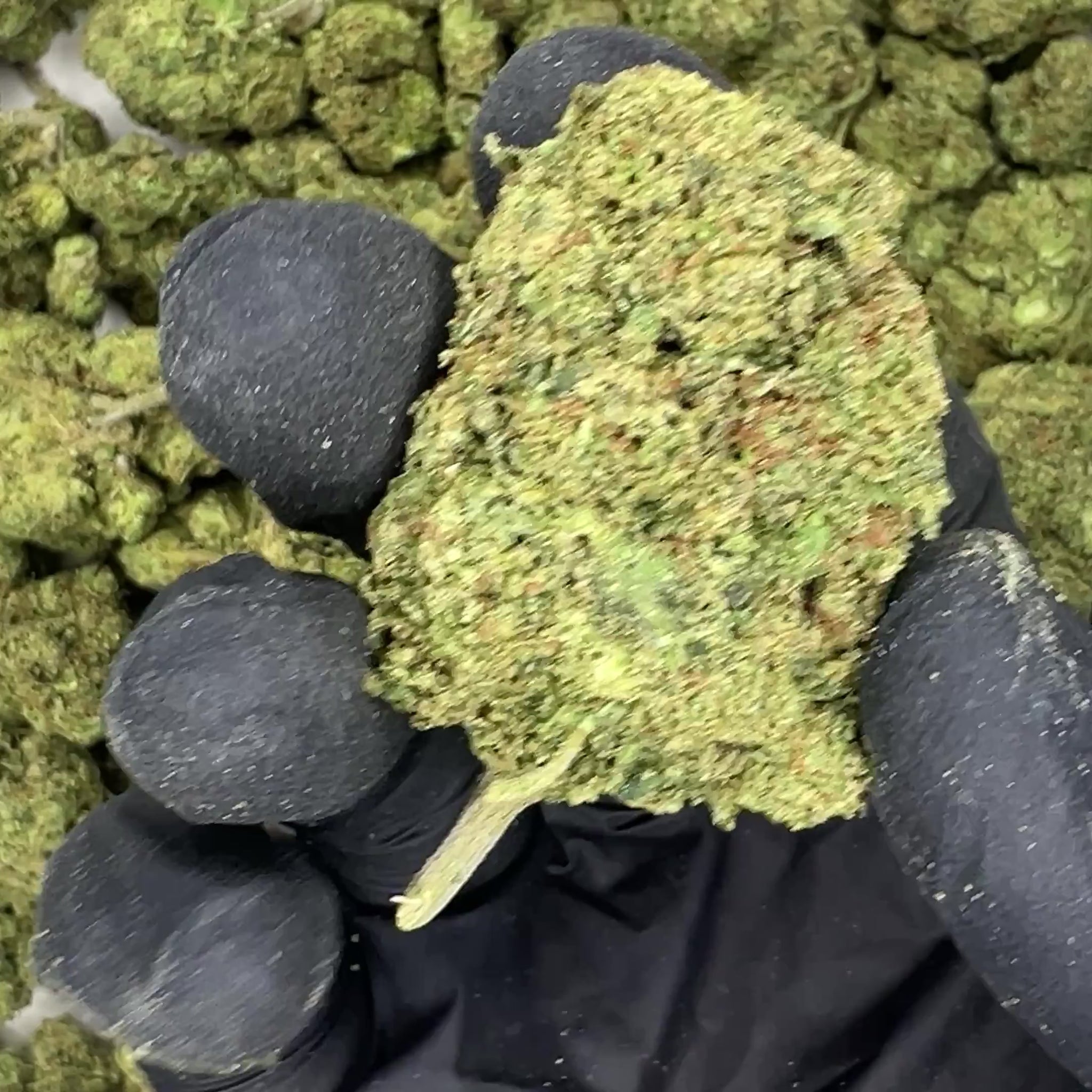 Tropicana Cookies Greenhouse THCa Flower video