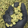 Sour Warheads Premium Indoor THCa Flower video