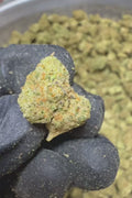 Northern Lights Smalls Flower