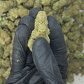 Green Crack Big THCA Flower video