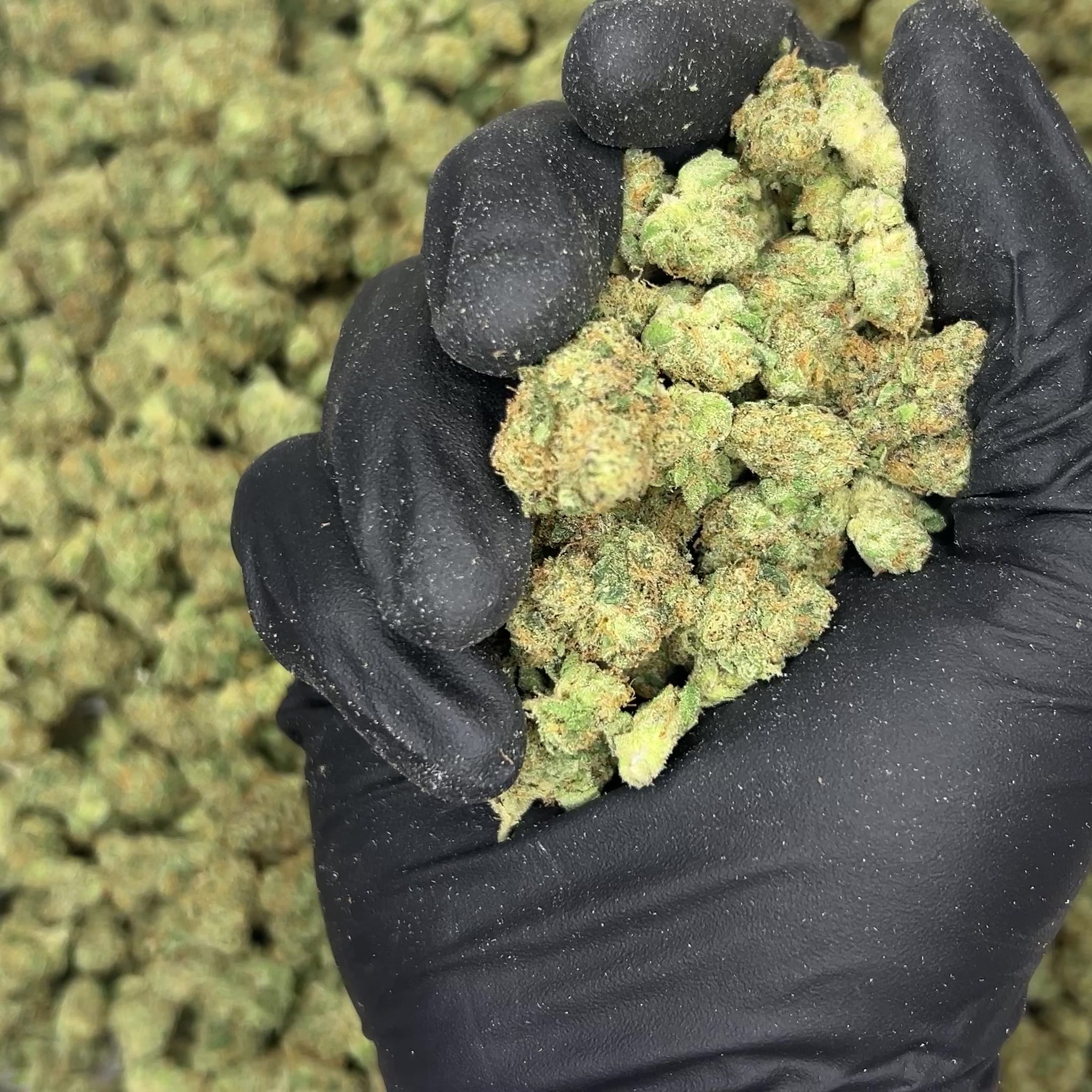 Zangria Premium Indoor THCa Flower video