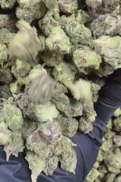 Raspberry gas smalls Flower