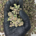Ice Cream Cake Smalls THCa Flower video