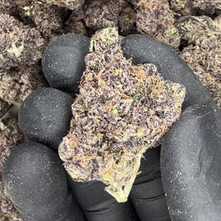 Ultraviolet THCA Flower video