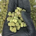 Cherry OG Smalls THCa Flower video