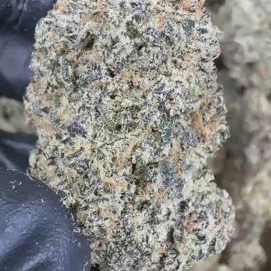 Blue Zookies Flower