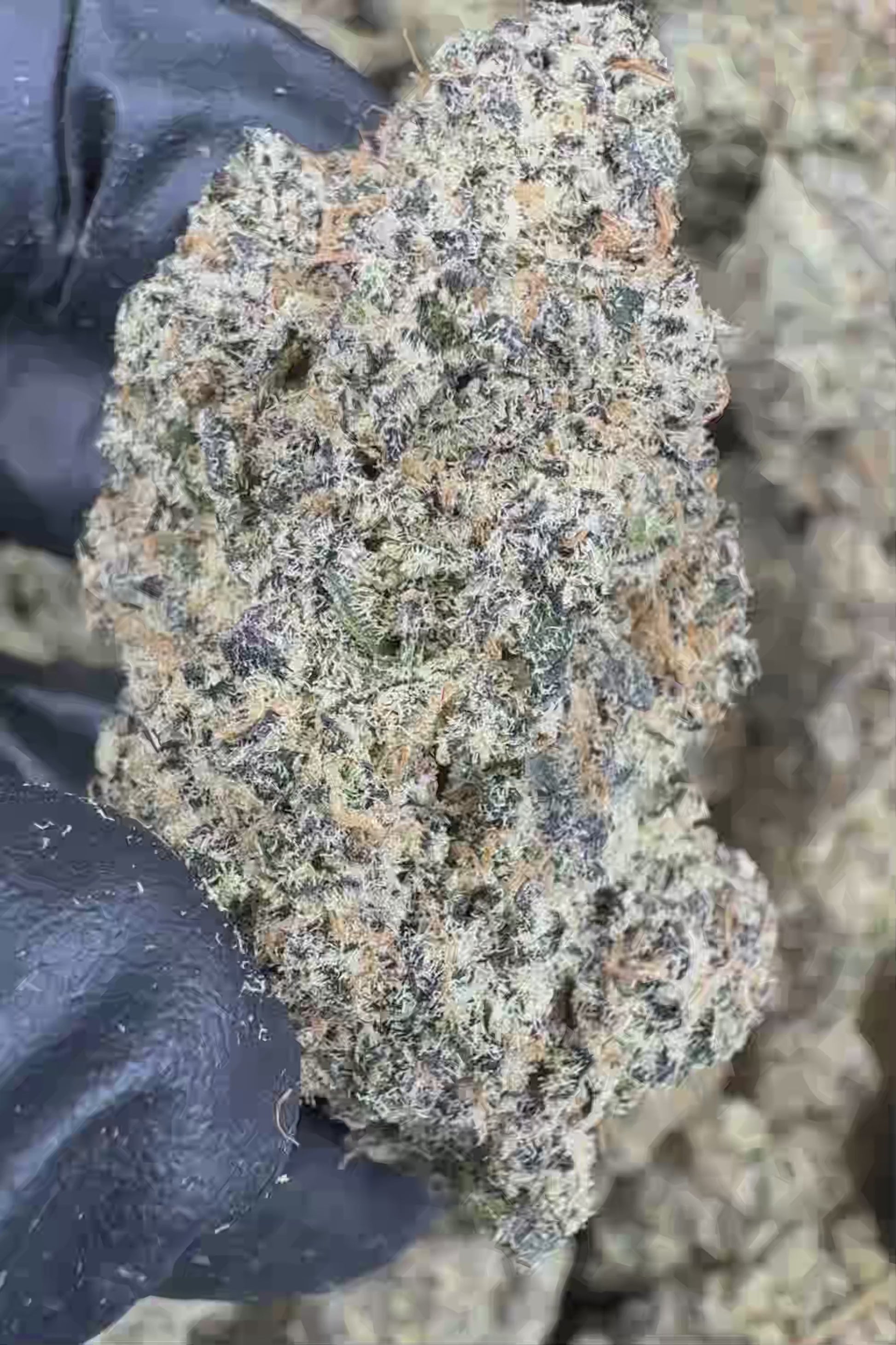 Blue Zookies Flower