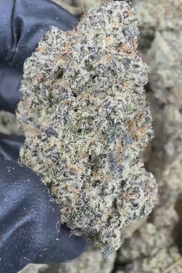 Blue Zookies Flower