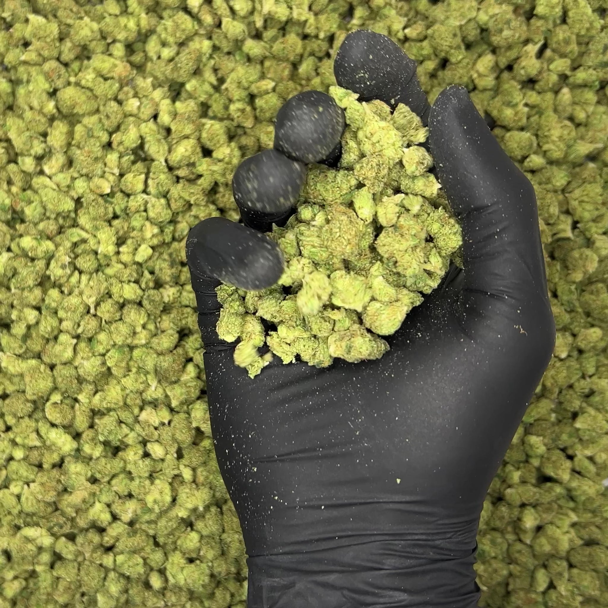 Lemon Skunk Smalls THCa Flower video