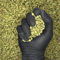 Banana Punch Indoor Micros Ounce video