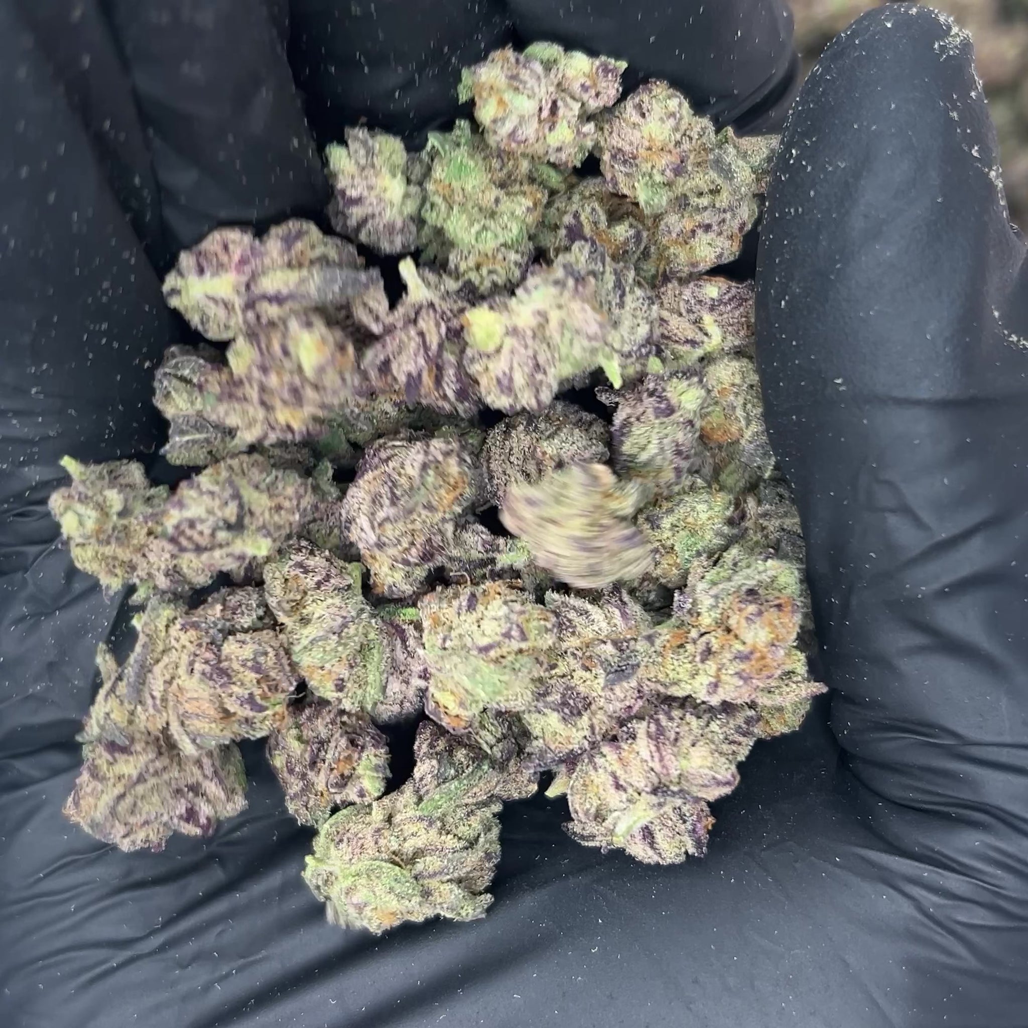 Snow Purple Punch Smalls THCA Flower video
