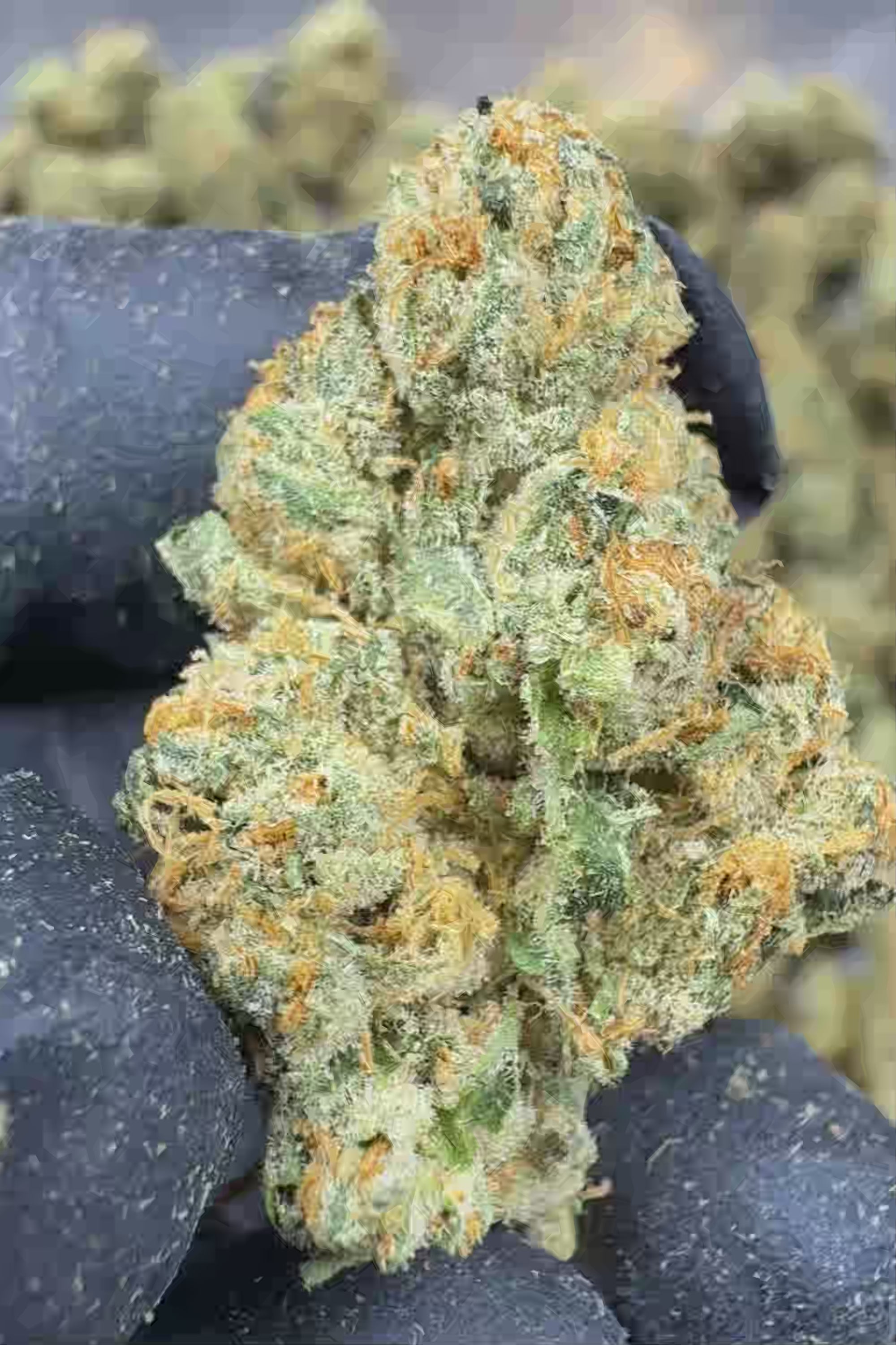 Wookie THCA Flower