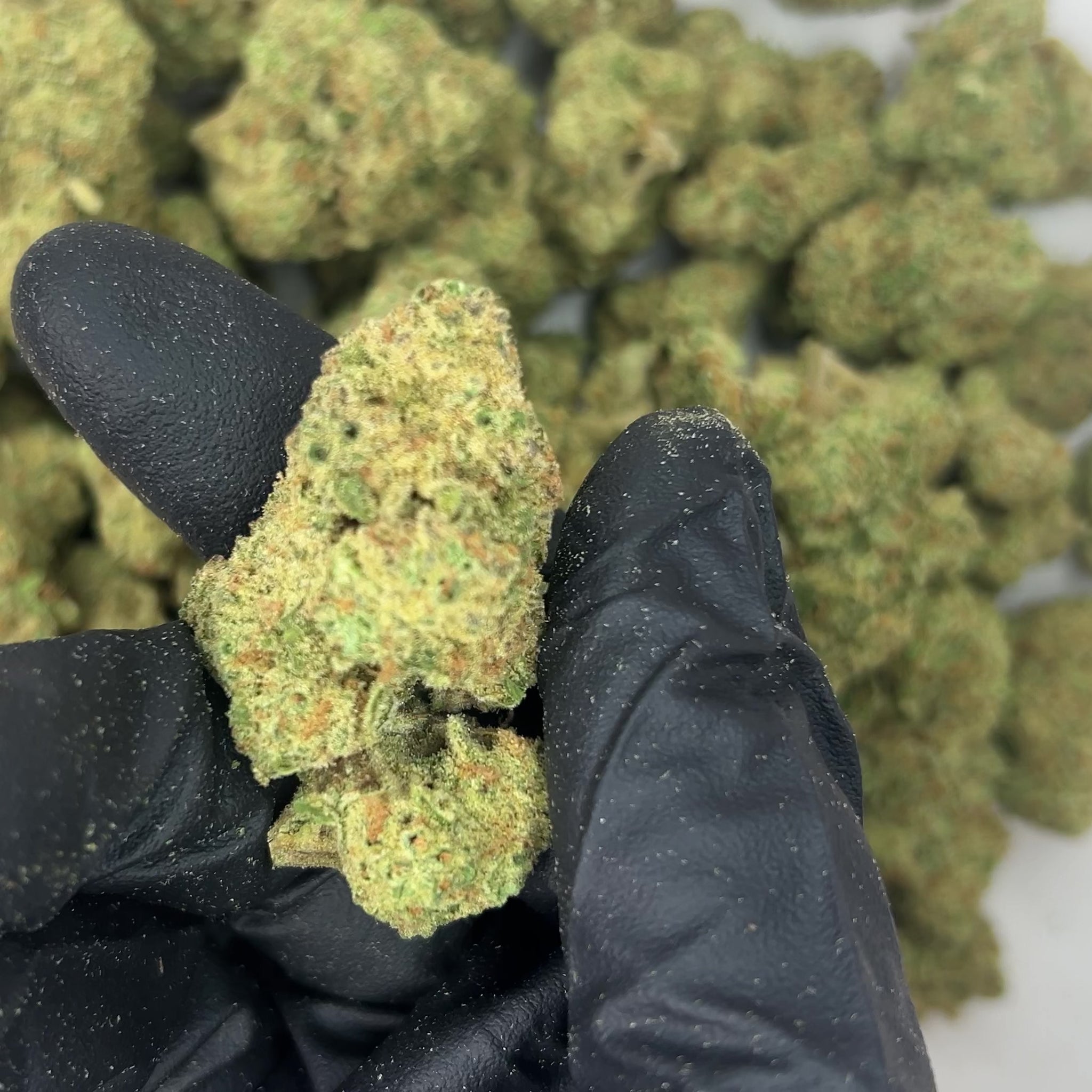 Acapulco Gold THCa Flower video