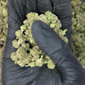 Blue Meteorite Smalls THCa Flower video