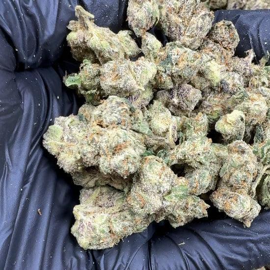 Black-cherry gelato smalls Flower