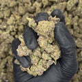 Northern Lights Exotic THCa Flower video