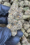 Glitter Bomb Exotic Flower
