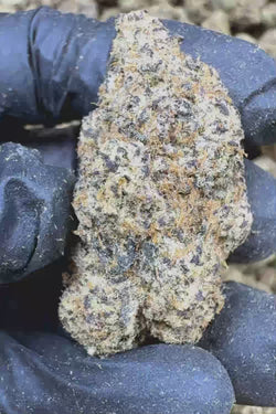 Silver spoon exotic Flower