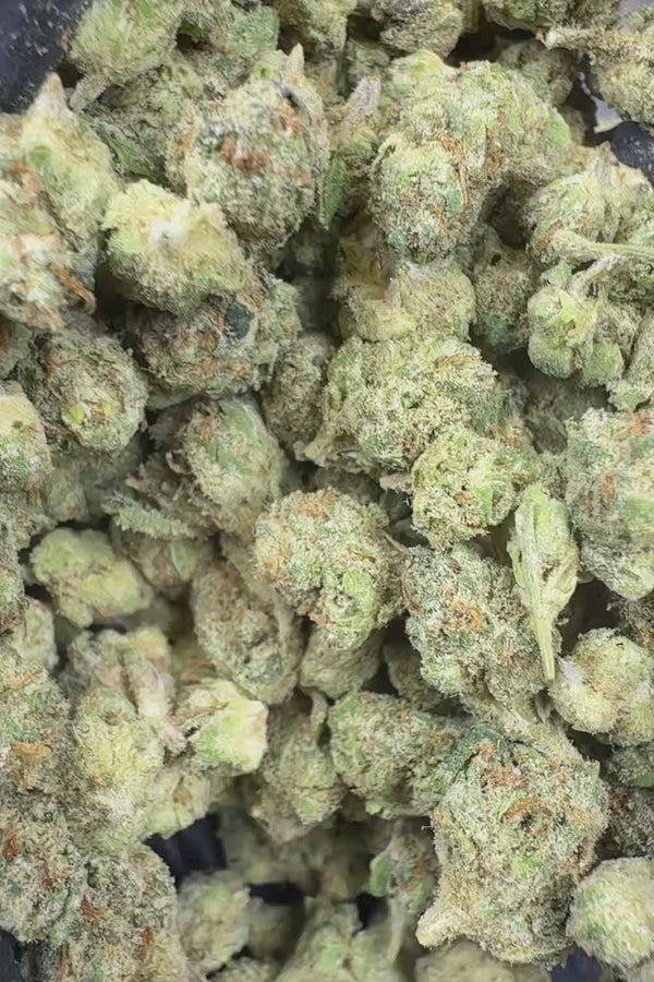 Blue Skittlez smalls Flower