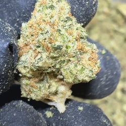 Hindu-Kush smalls Flower