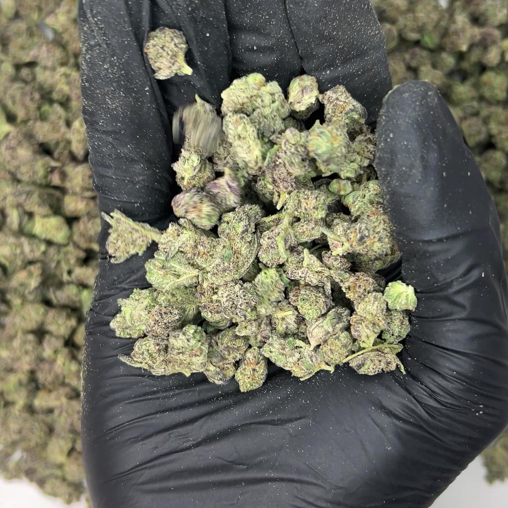 Obama Runtz Smalls THCa Flower video