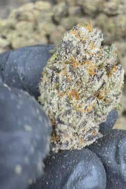 Burnout Cookies Flower
