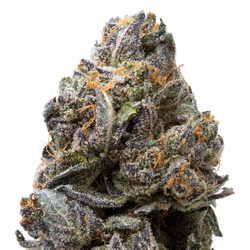 Tropical Gelato THCa Flower macro