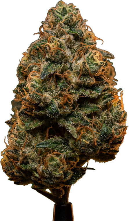 Top-shelf THCa flower